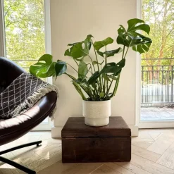 Kamerplanten-Plant in a Box Gatenplant - Monstera deliciosa - Hoogte 70-80cm - ⌀21cm