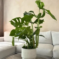 Kamerplanten-Plant in a Box Gatenplant - Monstera deliciosa - Hoogte 70-80cm - ⌀21cm