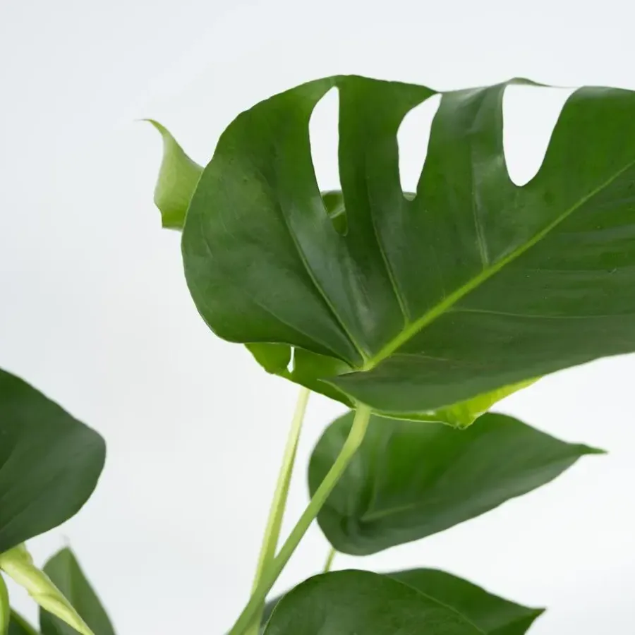 Kamerplanten-Plant in a Box Gatenplant - Monstera deliciosa - Hoogte 70-80cm - ⌀21cm