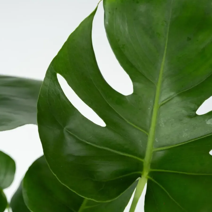 Kamerplanten-Plant in a Box Gatenplant - Monstera deliciosa - Hoogte 70-80cm - ⌀21cm