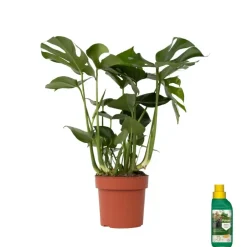 Plant in a Box Gatenplant met plantenvoeding - Monstera deliciosa - Hoogte 70-80cm - ⌀21cm
