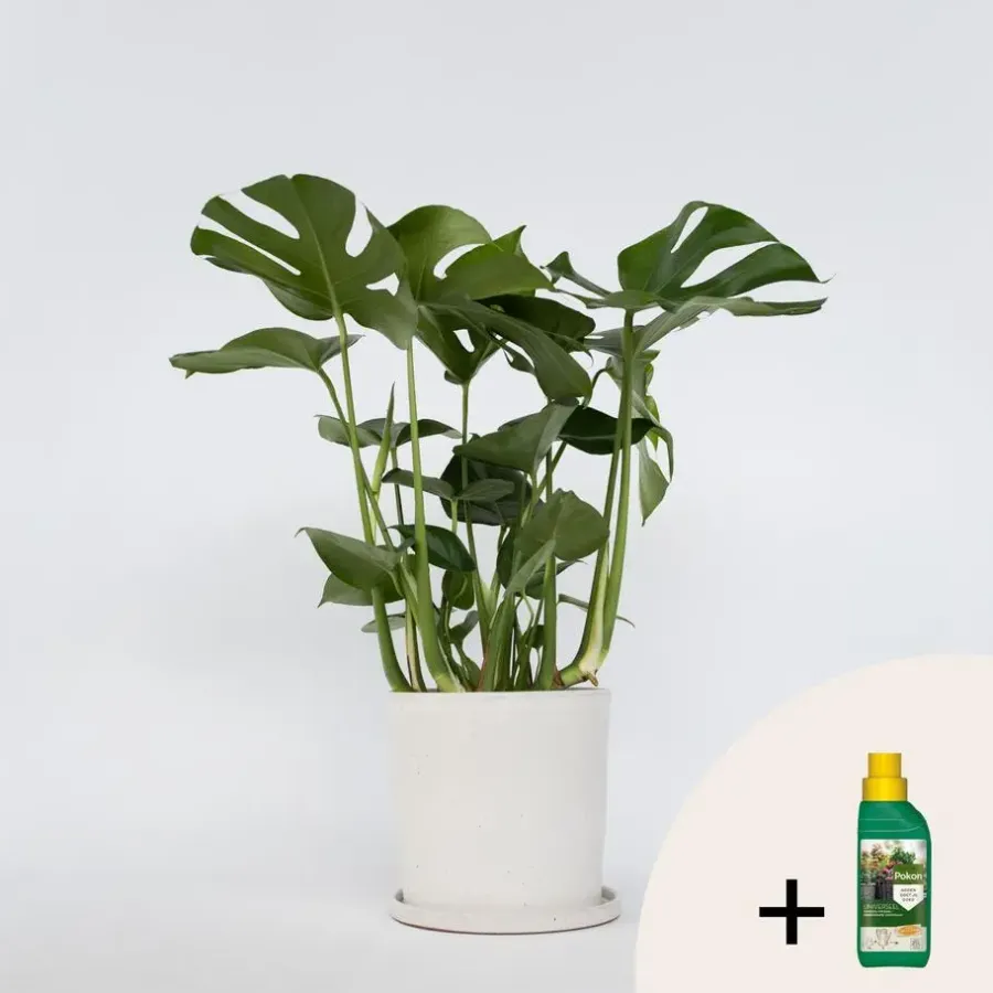 Plant in a Box Gatenplant met plantenvoeding - Monstera deliciosa - Hoogte 70-80cm - ⌀21cm