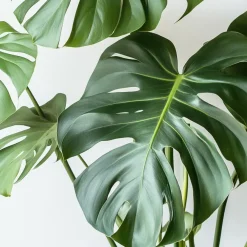 Plant in a Box Gatenplant met plantenvoeding - Monstera deliciosa - Hoogte 70-80cm - ⌀21cm