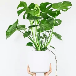 Plant in a Box Gatenplant met plantenvoeding - Monstera deliciosa - Hoogte 70-80cm - ⌀21cm