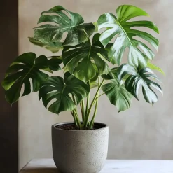 Plant in a Box Gatenplant met plantenvoeding - Monstera deliciosa - Hoogte 70-80cm - ⌀21cm