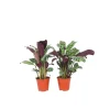 Kamerplanten-Plant in a Box Gebedsplant - Set van 2 - Ctenanthe 'burle-marxii' - Hoogte 25-40cm - ⌀12cm