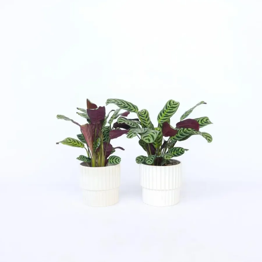 Kamerplanten-Plant in a Box Gebedsplant - Set van 2 - Ctenanthe 'burle-marxii' - Hoogte 25-40cm - ⌀12cm