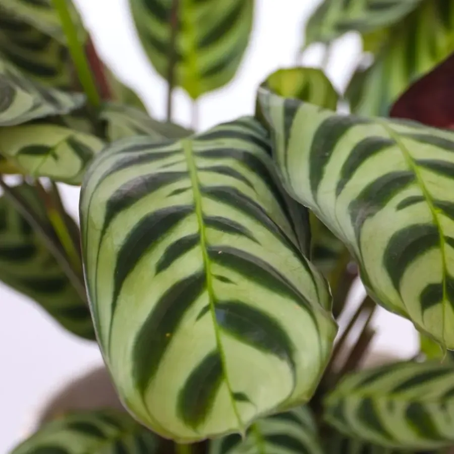 Kamerplanten-Plant in a Box Gebedsplant - Set van 2 - Ctenanthe 'burle-marxii' - Hoogte 25-40cm - ⌀12cm