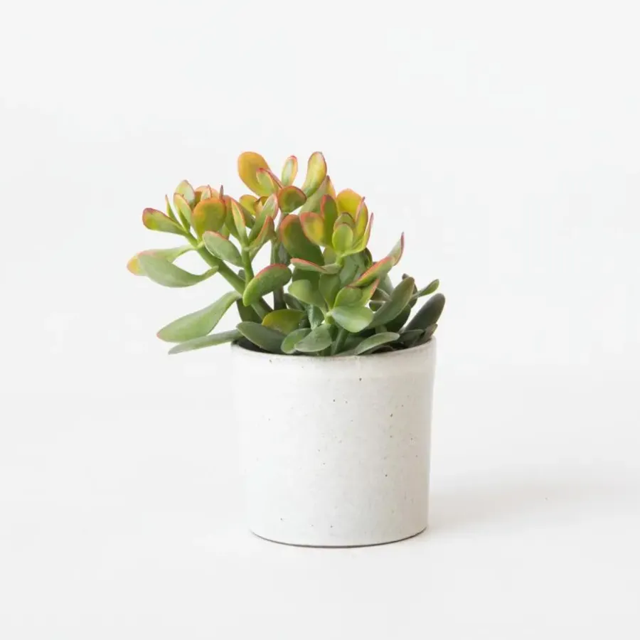 Kamerplanten-Plant in a Box Geldboom - Crassula ovata 'Sunset' - Hoogte 15-20cm - ⌀12cm