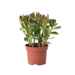 Kamerplanten-Plant in a Box Geldboom - Crassula ovata - Hoogte 15-25 cm - ø 12 cm