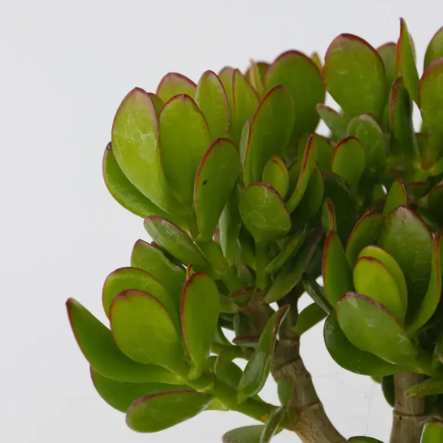 Kamerplanten-Plant in a Box Geldboom - Mix van 3 - Crassula Minor, Hobbit, Sunset - Hoogte 10-25cm - ø12cm