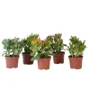 Kamerplanten-Plant in a Box Geldboom - Mix van 5 Crassula ovata soorten - Hoogte 10-25cm - Pot 12cm