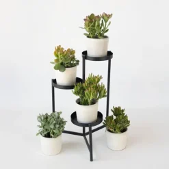 Kamerplanten-Plant in a Box Geldboom - Mix van 5 Crassula ovata soorten - Hoogte 10-25cm - Pot 12cm