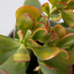 Kamerplanten-Plant in a Box Geldboom - Mix van 5 Crassula ovata soorten - Hoogte 10-25cm - Pot 12cm