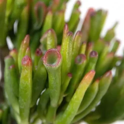 Kamerplanten-Plant in a Box Geldboom - Mix van 5 Crassula ovata soorten - Hoogte 10-25cm - Pot 12cm