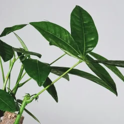 Kamerplanten-Plant in a Box Geldboom - Pachira aquatica - Hoogte 100-120cm - ⌀24cm