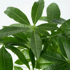 Kamerplanten-Plant in a Box Geldboom - Pachira aquatica - Hoogte 100-120cm - ⌀24cm