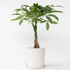 Kamerplanten-Plant in a Box Geldboom - Pachira aquatica - Hoogte 60-70cm - ⌀17cm
