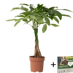 Plant in a Box Geldboom - Pachira aquatica - Hoogte 60-70cm - ⌀17cm