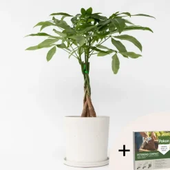 Plant in a Box Geldboom - Pachira aquatica - Hoogte 60-70cm - ⌀17cm