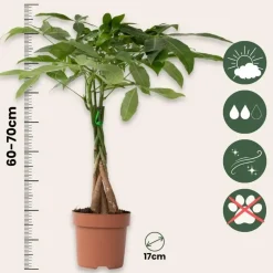 Plant in a Box Geldboom - Pachira aquatica - Hoogte 60-70cm - ⌀17cm