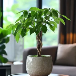 Plant in a Box Geldboom - Pachira aquatica - Hoogte 60-70cm - ⌀17cm