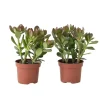 Plant in a Box Geldboom - Set van 2 - Crassula ovata - Hoogte 15-25 cm - ø 12 cm