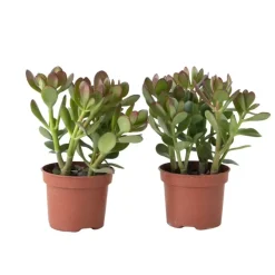 Plant in a Box Geldboom - Set van 2 - Crassula ovata - Hoogte 15-25 cm - ø 12 cm