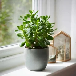 Plant in a Box Geldboom - Set van 2 - Crassula ovata - Hoogte 15-25 cm - ø 12 cm