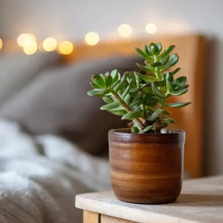 Plant in a Box Geldboom - Set van 2 - Crassula ovata - Hoogte 15-25 cm - ø 12 cm