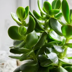 Plant in a Box Geldboom - Set van 2 - Crassula ovata - Hoogte 15-25 cm - ø 12 cm