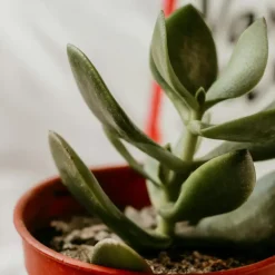 Plant in a Box Geldboom - Set van 2 - Crassula ovata - Hoogte 15-25 cm - ø 12 cm