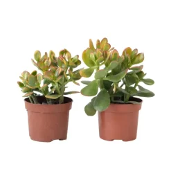 Plant in a Box Geldboom - Set van 2 - Crassula ovata 'Sunset' - Hoogte 15-20cm - ⌀12cm