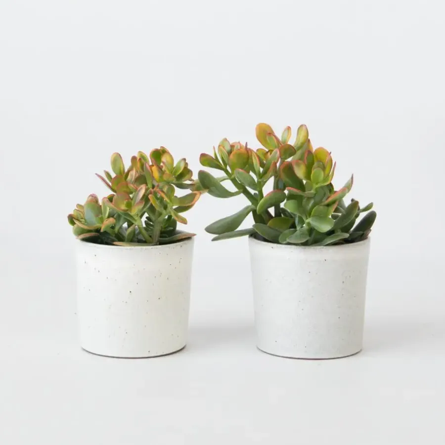 Plant in a Box Geldboom - Set van 2 - Crassula ovata 'Sunset' - Hoogte 15-20cm - ⌀12cm