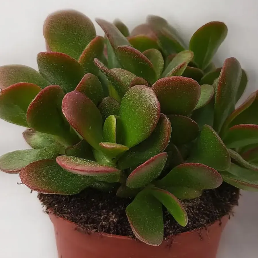 Plant in a Box Geldboom - Set van 2 - Crassula ovata 'Sunset' - Hoogte 15-20cm - ⌀12cm