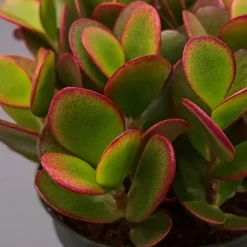 Plant in a Box Geldboom - Set van 2 - Crassula ovata 'Sunset' - Hoogte 15-20cm - ⌀12cm