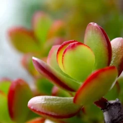 Plant in a Box Geldboom - Set van 2 - Crassula ovata 'Sunset' - Hoogte 15-20cm - ⌀12cm