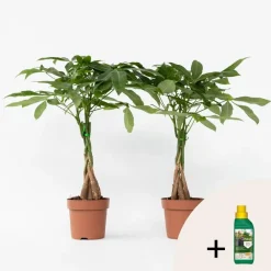 Kamerplanten-Plant in a Box Geldboom met voeding - Set van 2 - Pachira aquatica - Hoogte 60-70cm - ⌀17cm