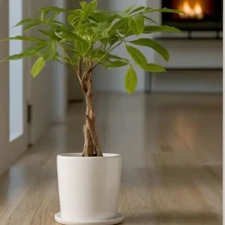 Kamerplanten-Plant in a Box Geldboom met voeding - Set van 2 - Pachira aquatica - Hoogte 60-70cm - ⌀17cm