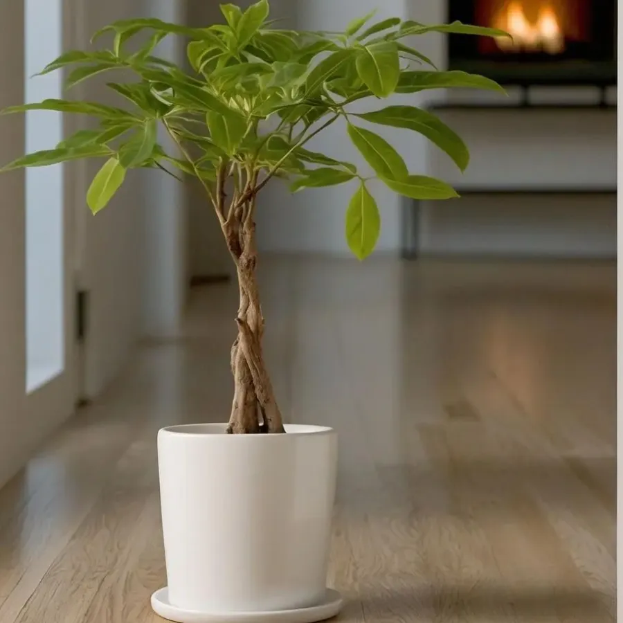 Kamerplanten-Plant in a Box Geldboom met voeding - Set van 2 - Pachira aquatica - Hoogte 60-70cm - ⌀17cm