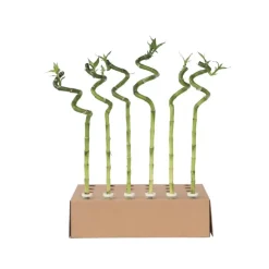 Plant in a Box Geluksbamboe - Set van 12 - Dracaena sanderiana - Hoogte 40-50cm - ⌀2cm