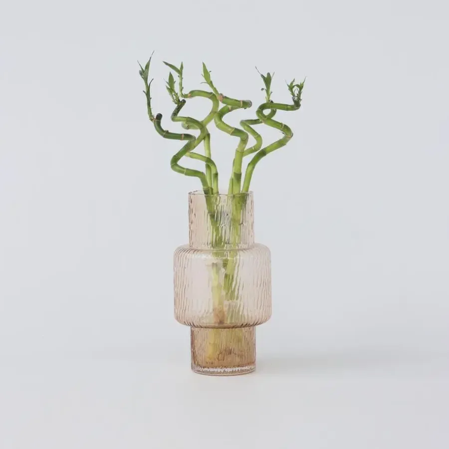 Plant in a Box Geluksbamboe - Set van 12 - Dracaena sanderiana - Hoogte 40-50cm - ⌀2cm