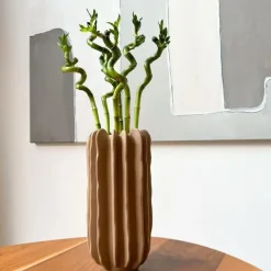 Plant in a Box Geluksbamboe - Set van 12 - Dracaena sanderiana - Hoogte 40-50cm - ⌀2cm
