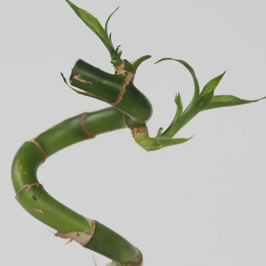 Plant in a Box Geluksbamboe - Set van 12 - Dracaena sanderiana - Hoogte 40-50cm - ⌀2cm