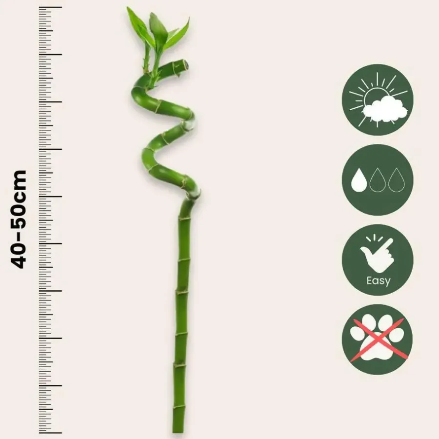 Plant in a Box Geluksbamboe - Set van 12 - Dracaena sanderiana - Hoogte 40-50cm - ⌀2cm