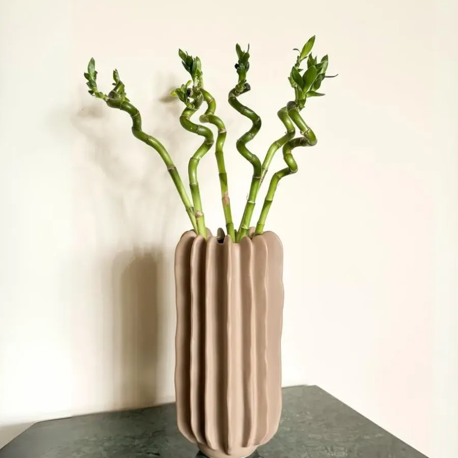 Plant in a Box Geluksbamboe - Set van 12 - Dracaena sanderiana - Hoogte 40-50cm - ⌀2cm