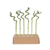 Plant in a Box Geluksbamboe - Set van 6 - Dracaena sanderiana - Hoogte 40-50cm - ⌀2cm