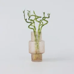 Plant in a Box Geluksbamboe - Set van 6 - Dracaena sanderiana - Hoogte 40-50cm - ⌀2cm