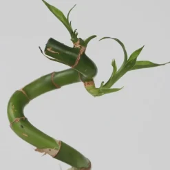 Plant in a Box Geluksbamboe - Set van 6 - Dracaena sanderiana - Hoogte 40-50cm - ⌀2cm
