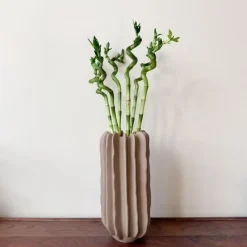 Plant in a Box Geluksbamboe - Set van 6 - Dracaena sanderiana - Hoogte 40-50cm - ⌀2cm
